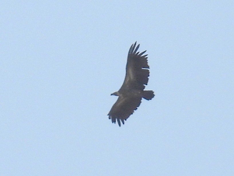 White-backed Vulture - ML620686518