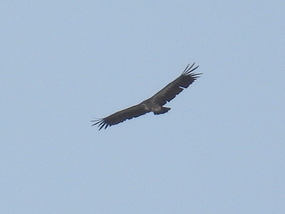 White-backed Vulture - ML620686519