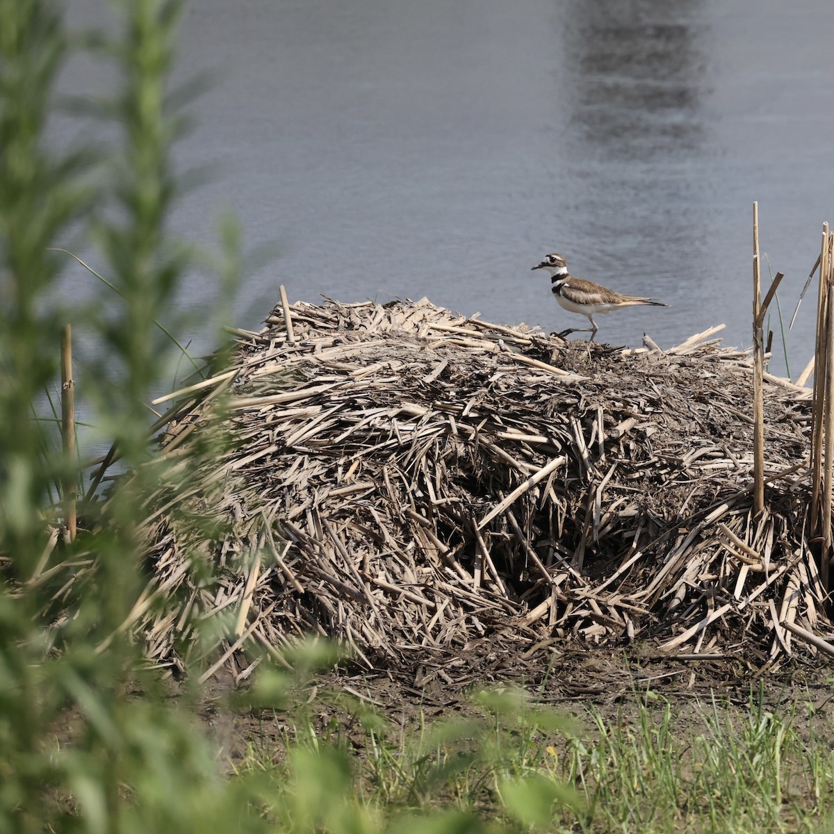 Killdeer - ML620686520