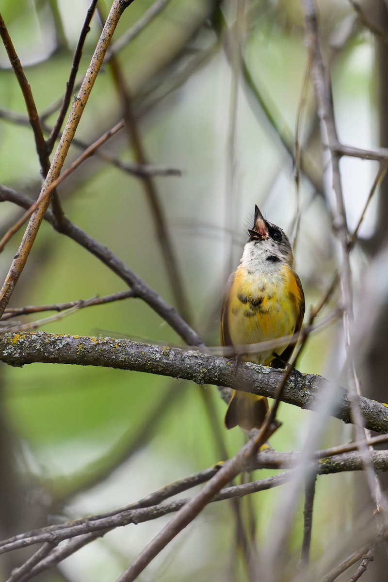 American Redstart - ML620686521