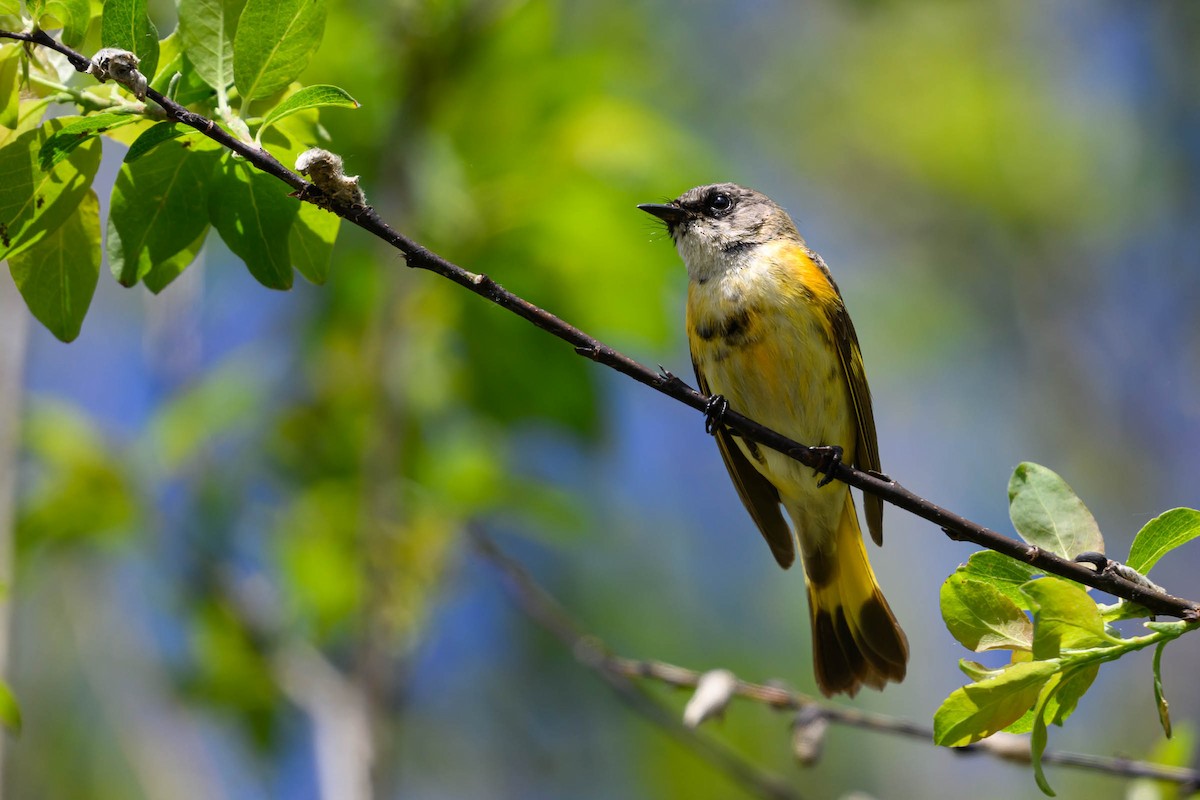 American Redstart - ML620686522