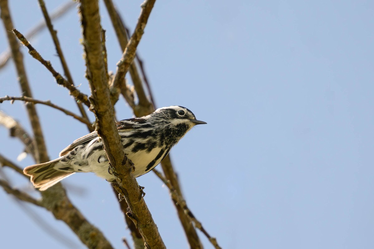 Black-and-white Warbler - JD Hascup