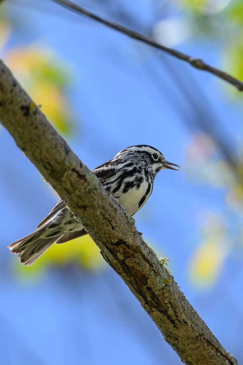 Black-and-white Warbler - ML620686525