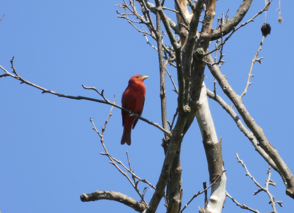 Summer Tanager - Patty McQuillan