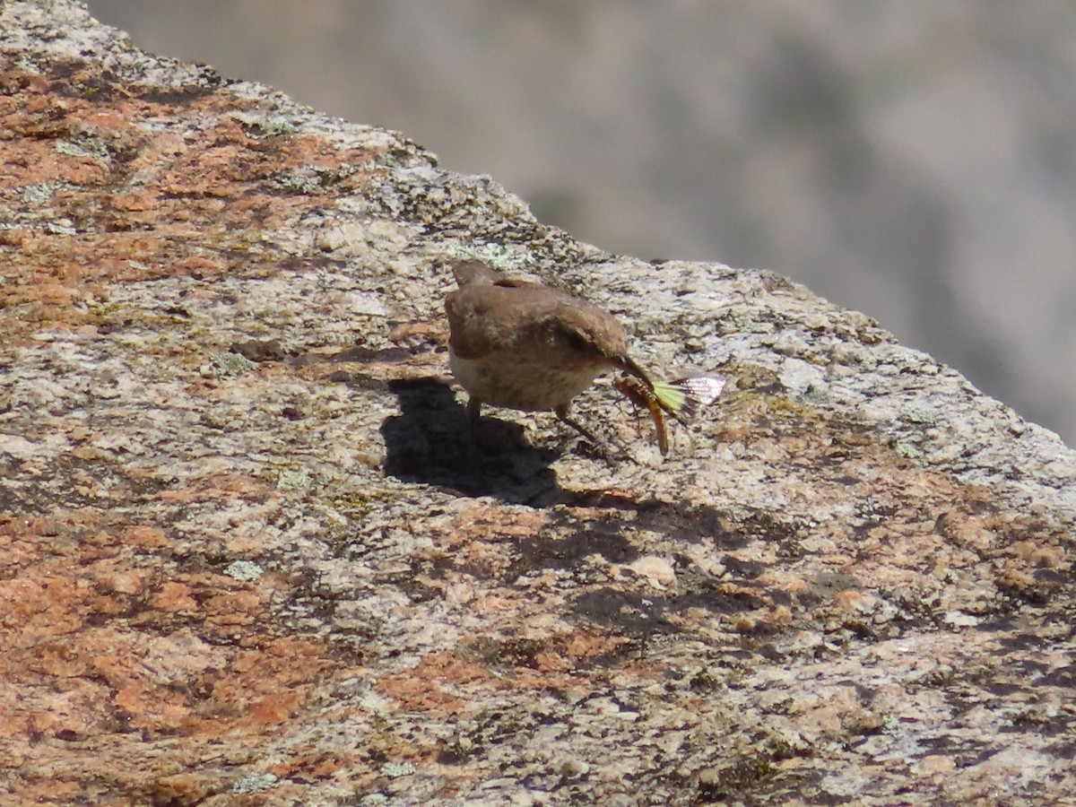 Rock Wren - ML620686528