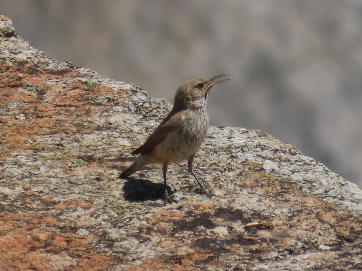 Rock Wren - ML620686529