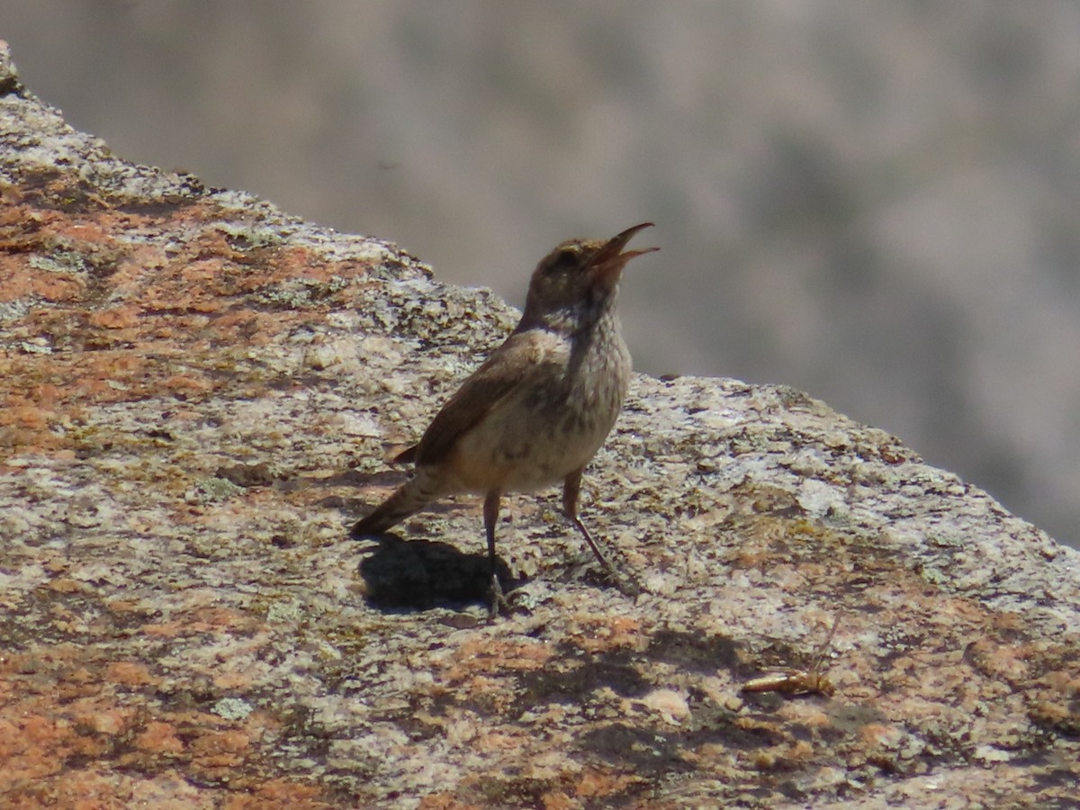 Rock Wren - ML620686530