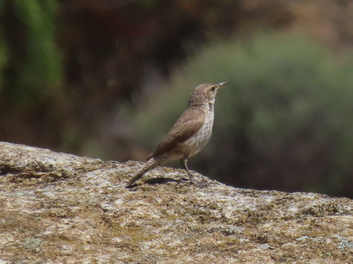 Rock Wren - ML620686531