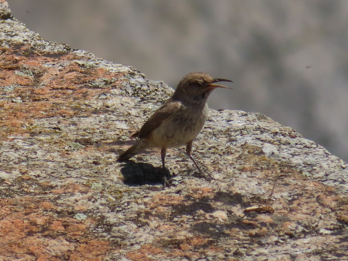 Rock Wren - ML620686532