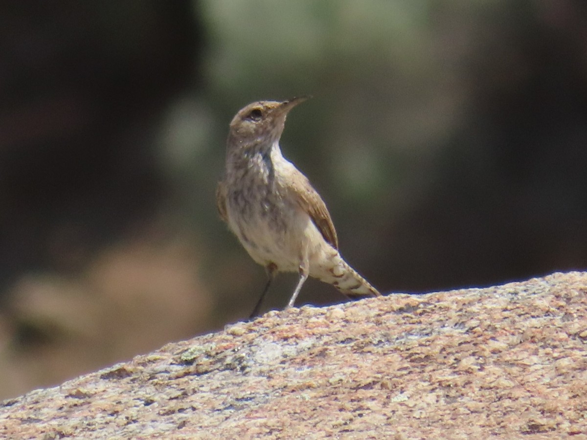 Rock Wren - ML620686534