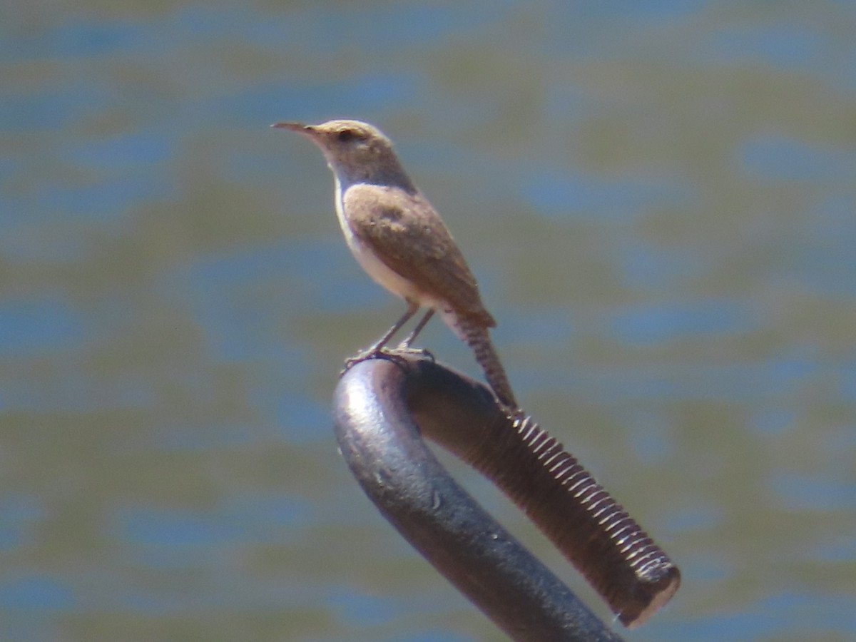 Rock Wren - ML620686535