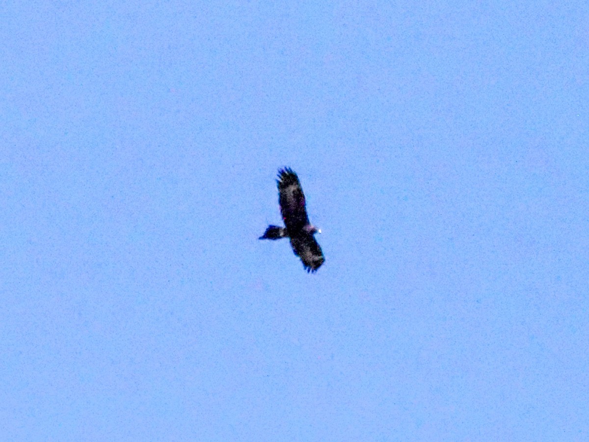 Wedge-tailed Eagle - ML620686538