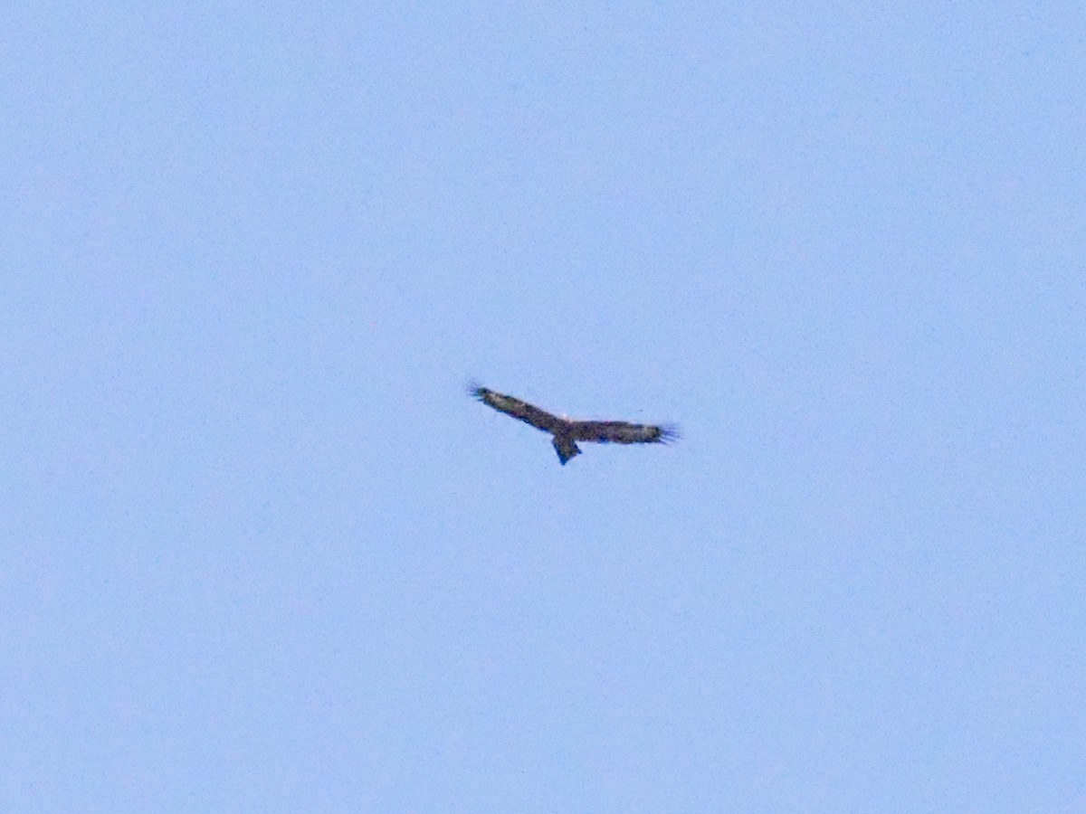 Wedge-tailed Eagle - Todd Deininger