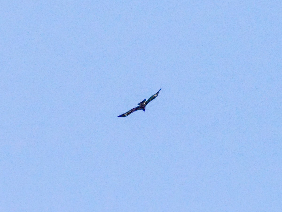 Wedge-tailed Eagle - ML620686542
