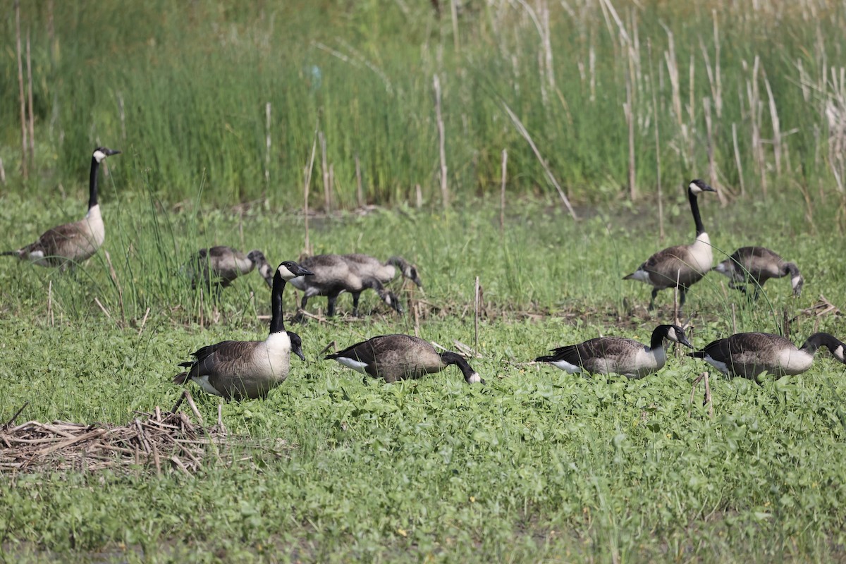 Canada Goose - ML620686543