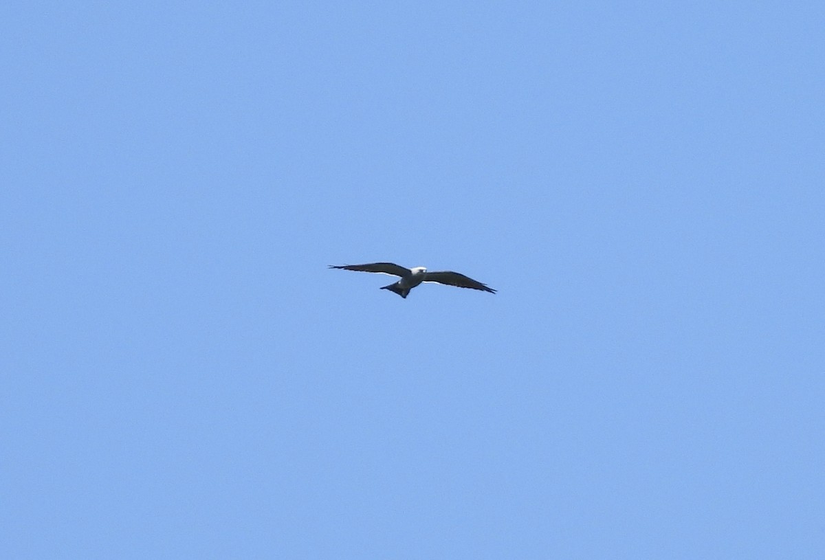 Mississippi Kite - ML620686544