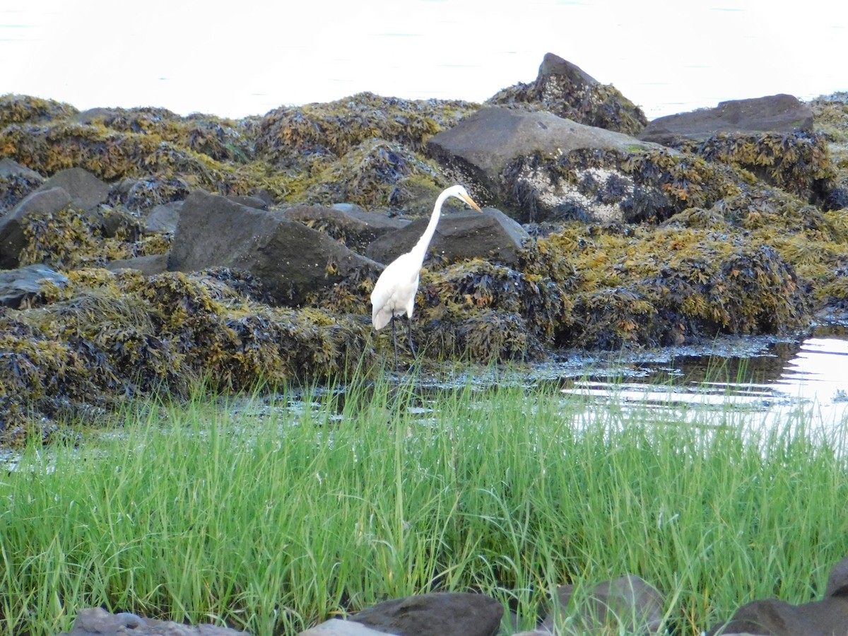 Great Egret - ML620686545