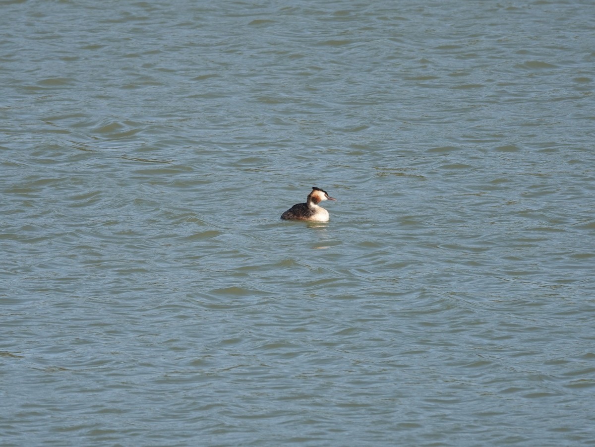 Great Crested Grebe - ML620686546