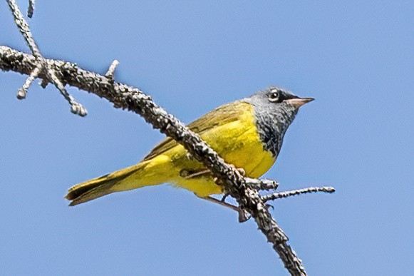 MacGillivray's Warbler - ML620686547