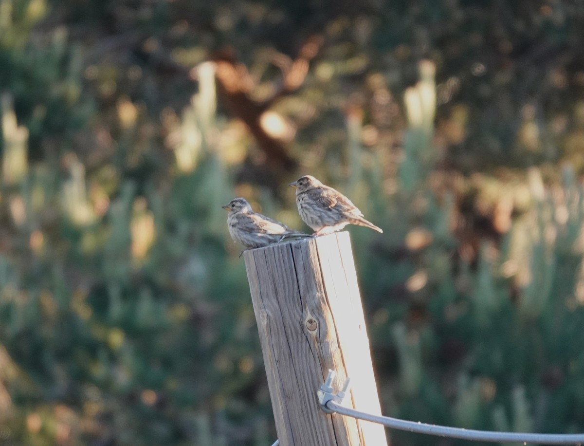 Rock Sparrow - ML620686549