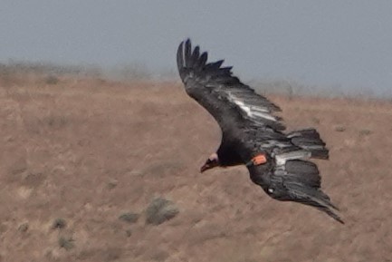 California Condor - ML620686550
