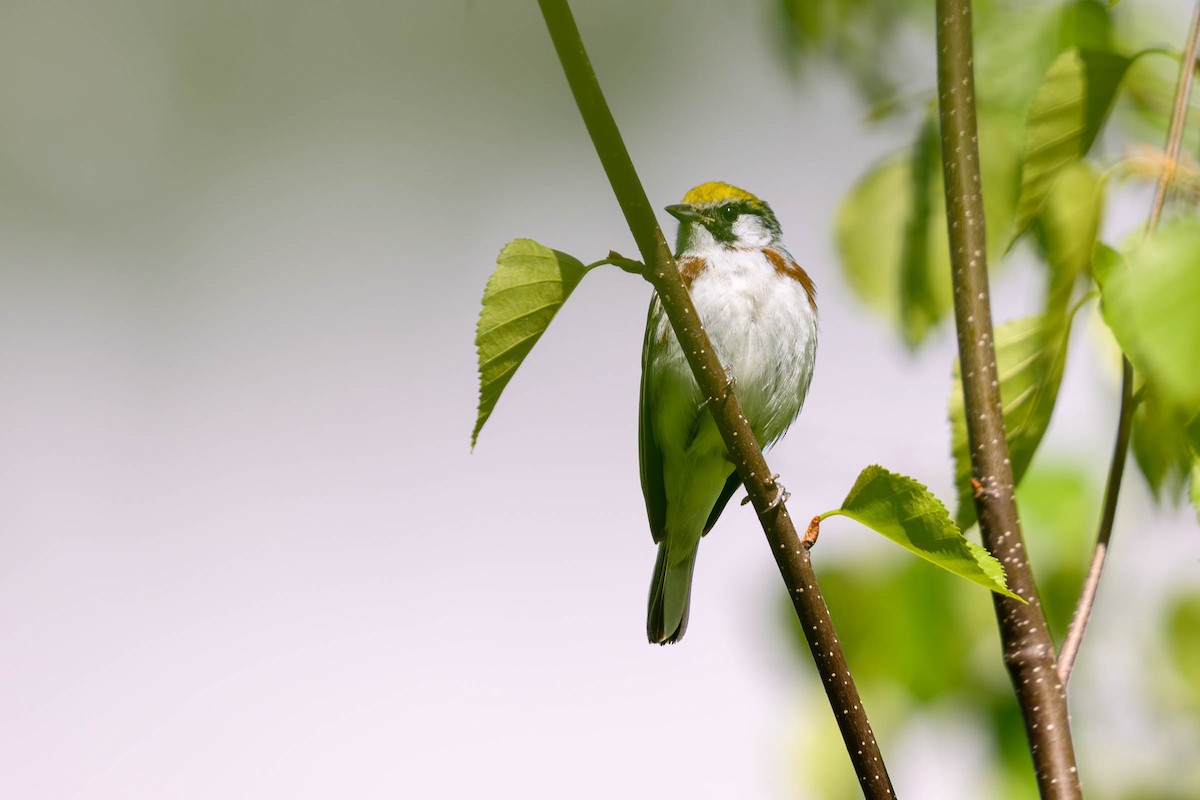 Chestnut-sided Warbler - ML620686551