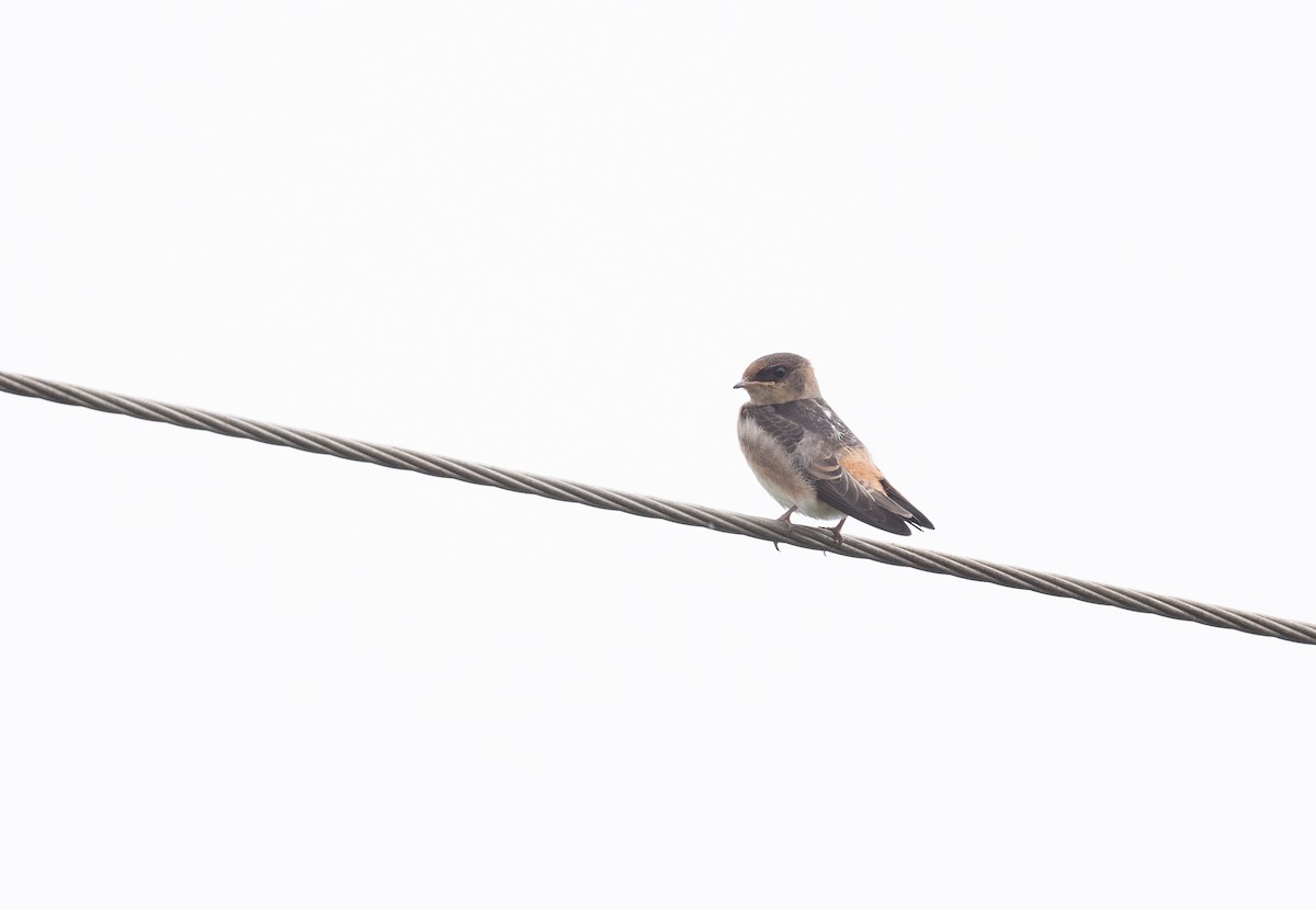 Cave Swallow - ML620686554