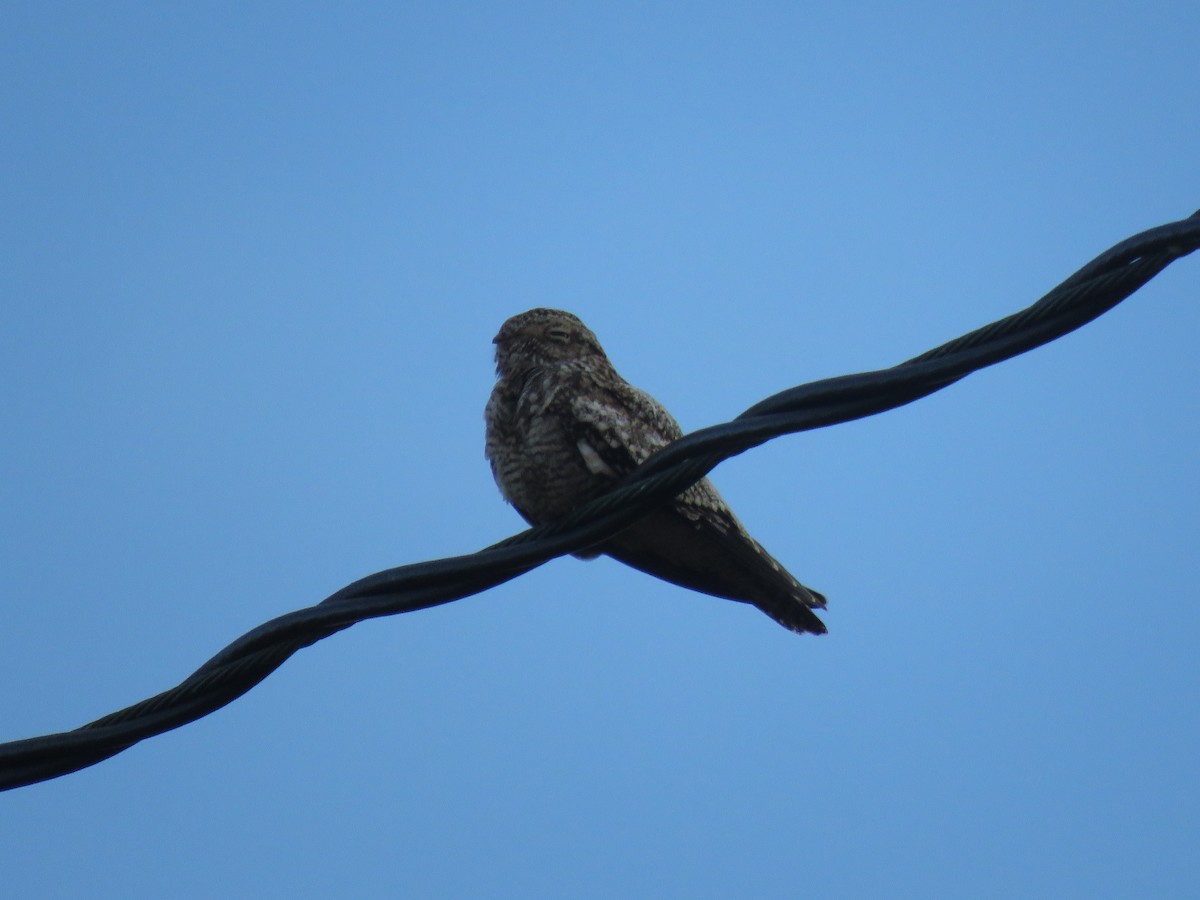 Antillean Nighthawk - ML620686556