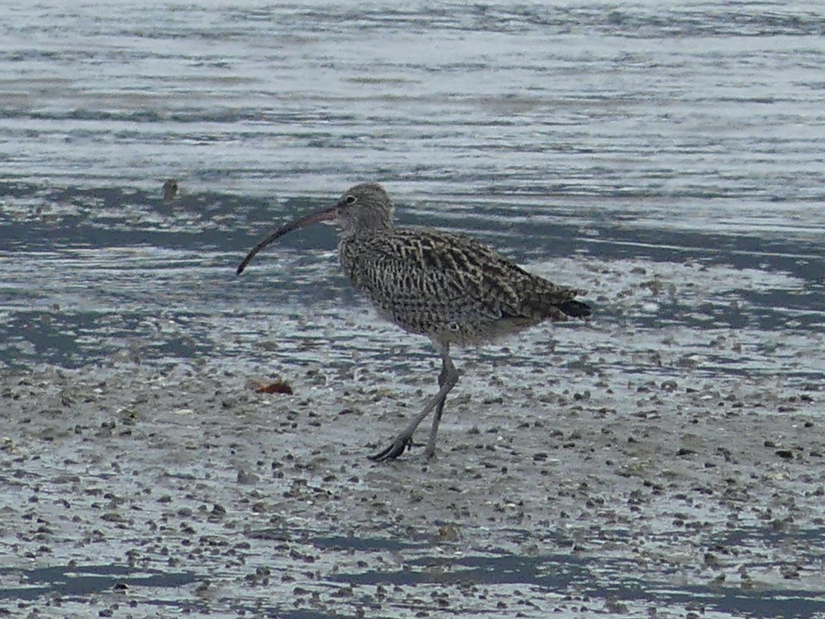 Far Eastern Curlew - ML620686558