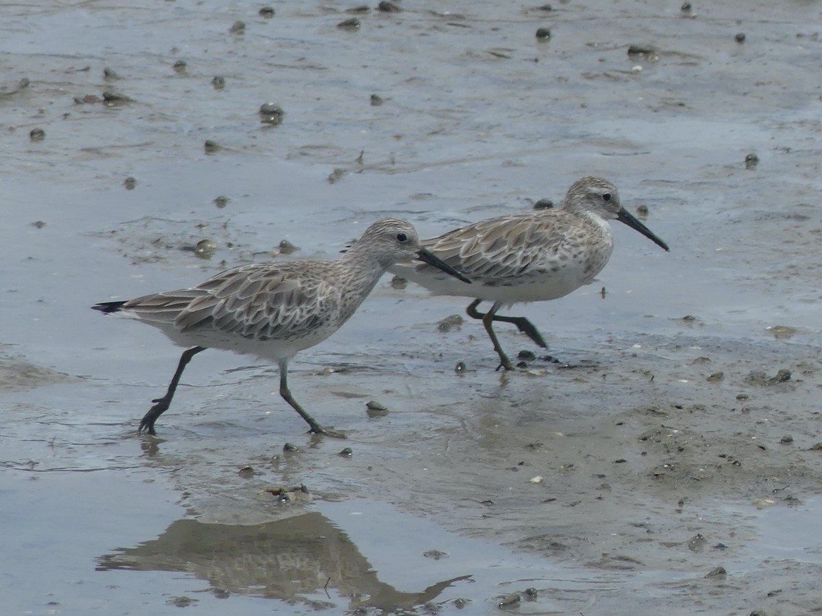 Great Knot - ML620686563