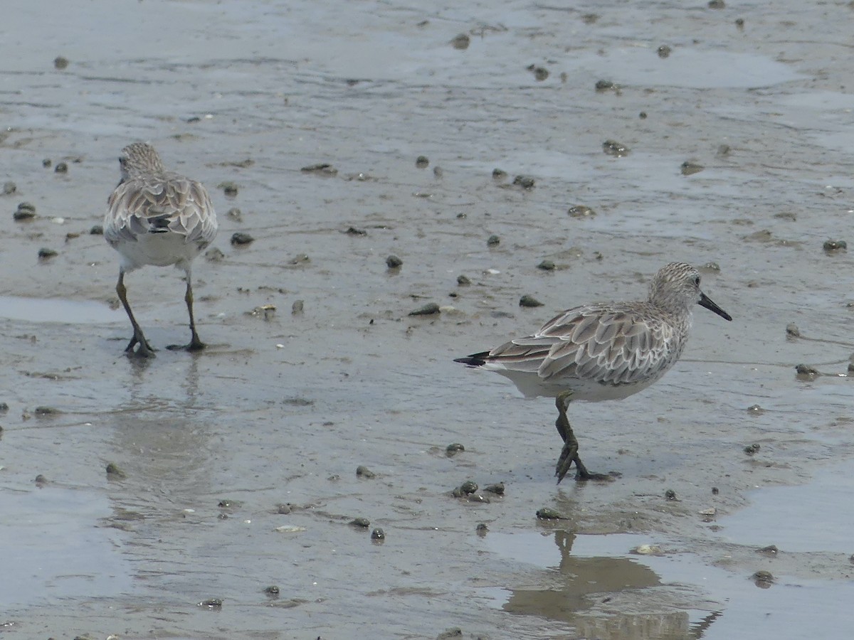 Great Knot - ML620686565