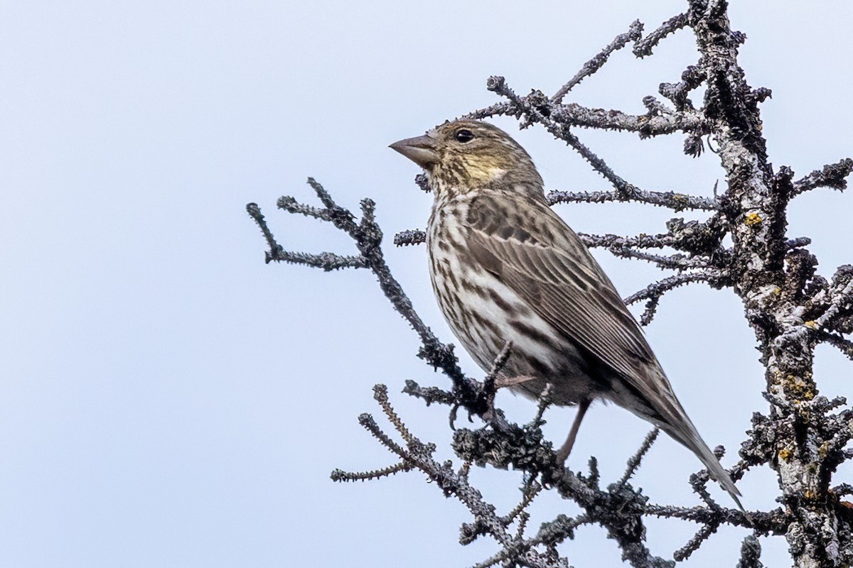 Cassin's Finch - ML620686566