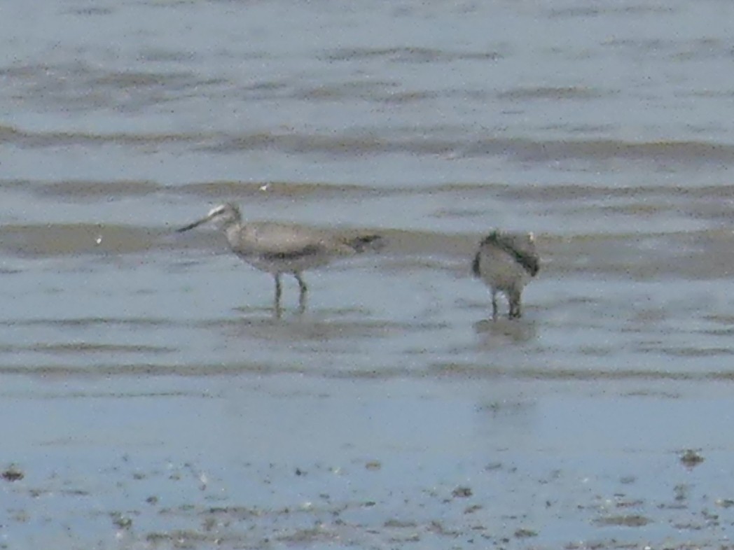 Gray-tailed Tattler - ML620686567