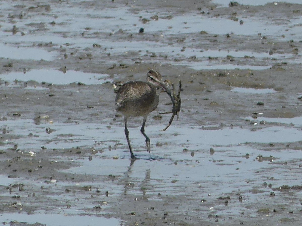 Whimbrel - Eamon Corbett