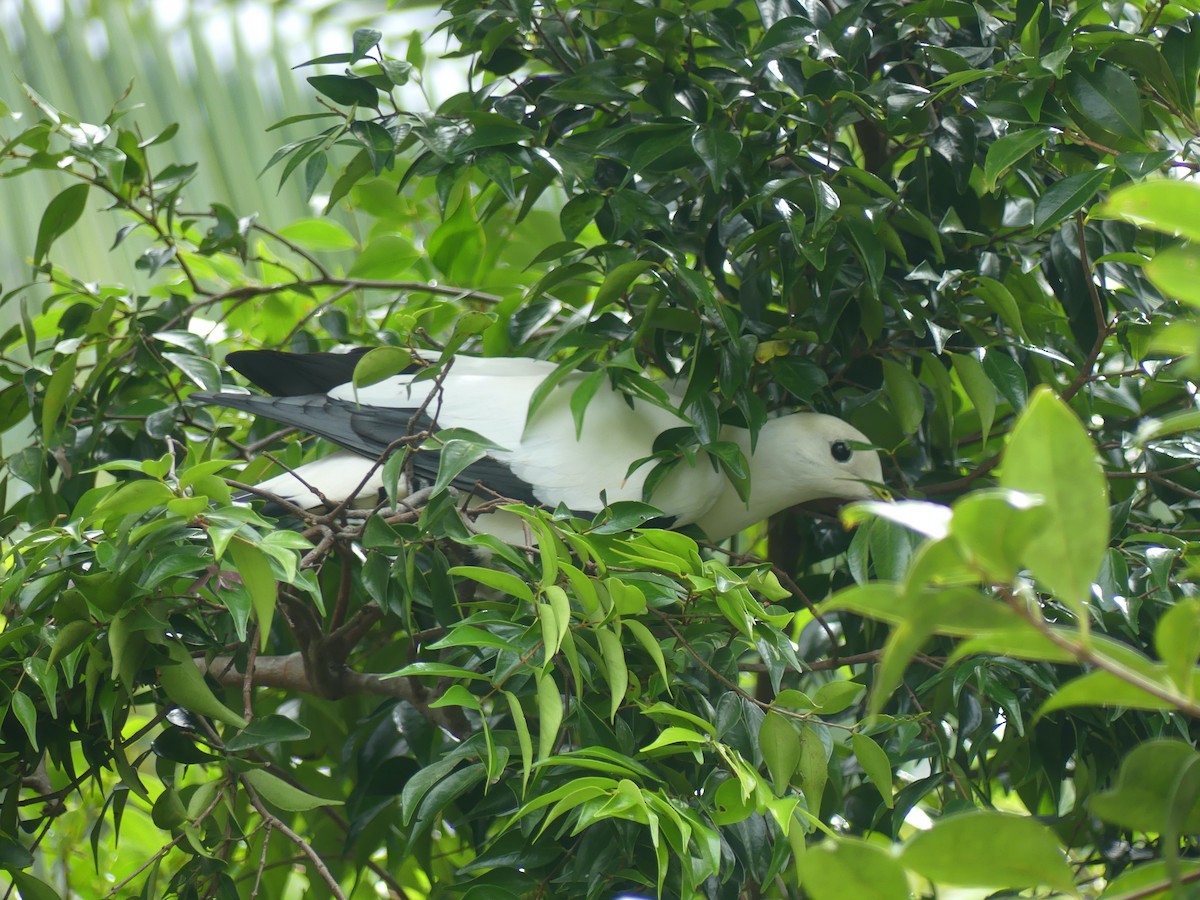 Torresian Imperial-Pigeon - ML620686575