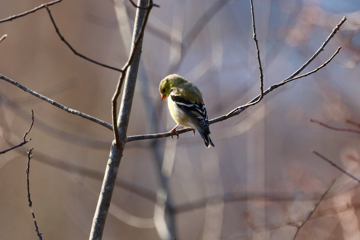 American Goldfinch - ML620686578