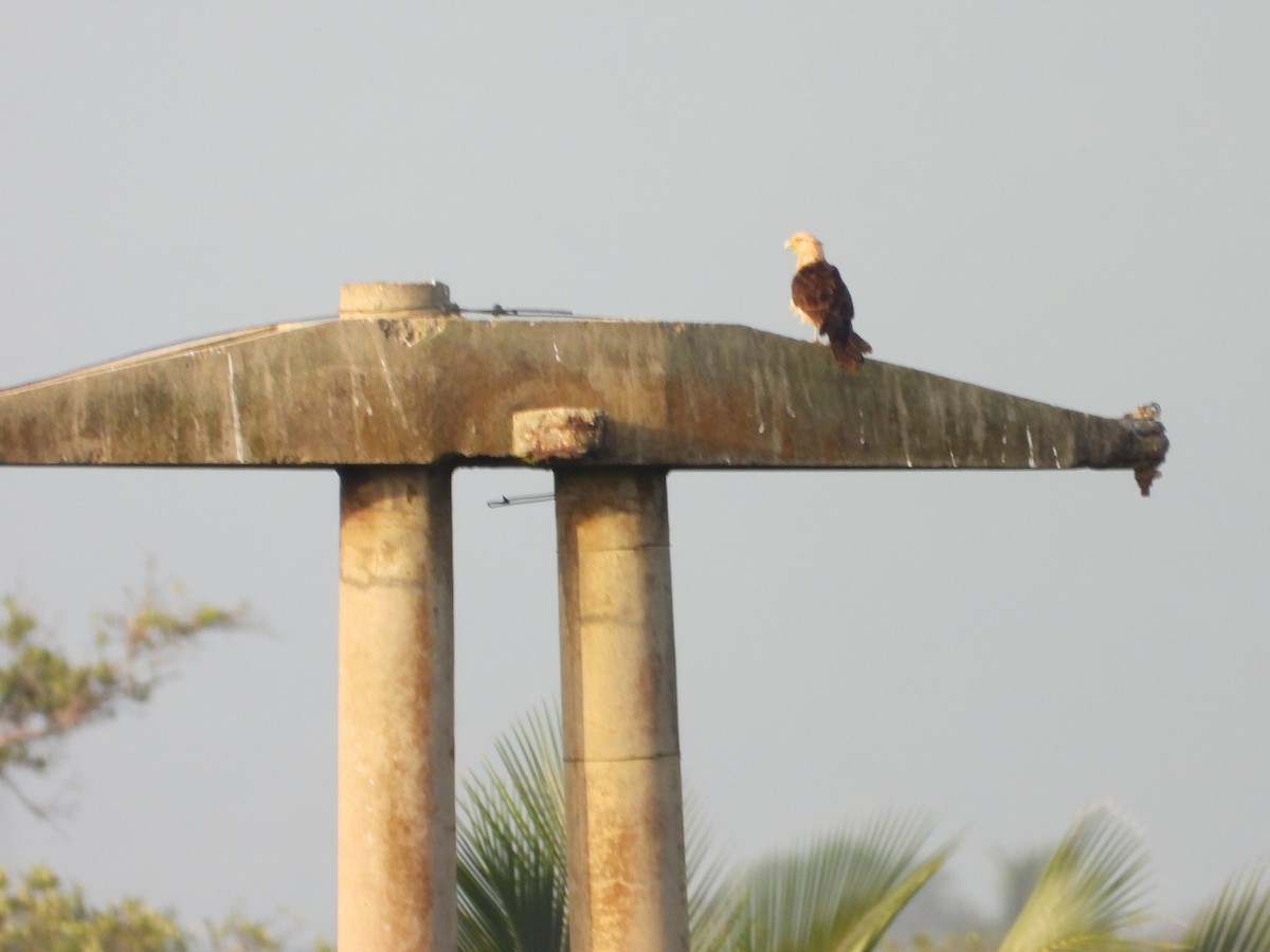 Yellow-headed Caracara - ML620686579