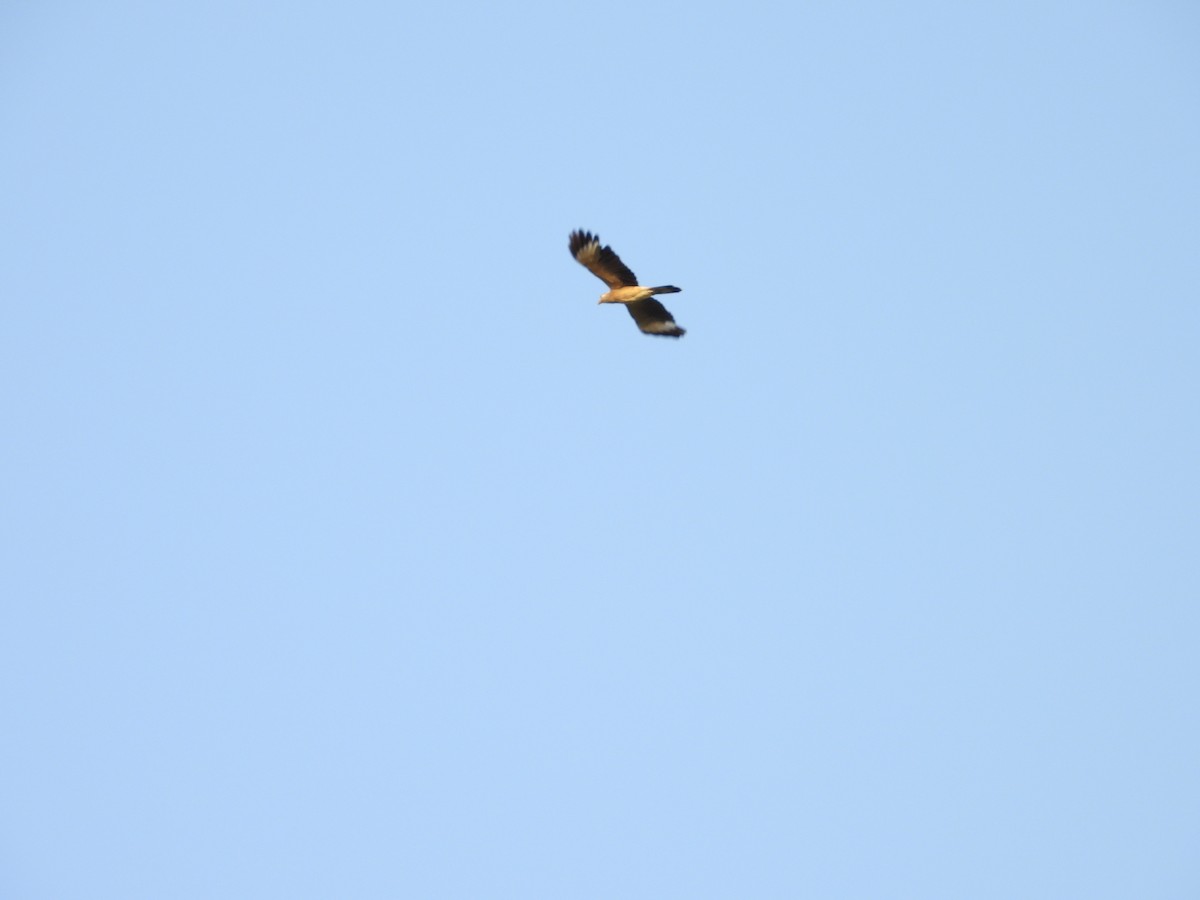 Yellow-headed Caracara - Manuel Pérez R.