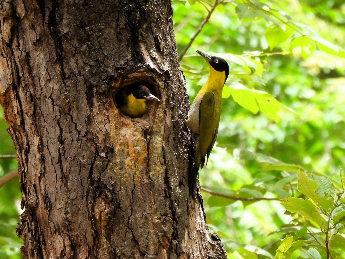 Black-headed Woodpecker - ML620686584