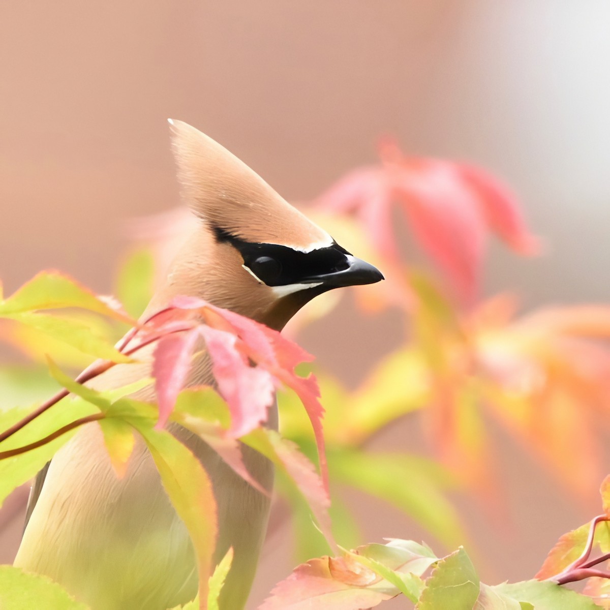 Cedar Waxwing - ML620686585