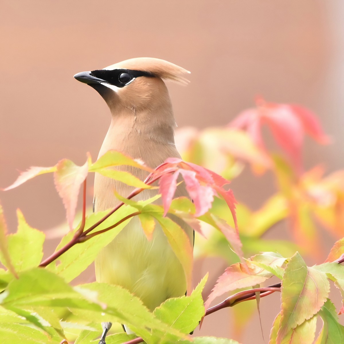 Cedar Waxwing - ML620686586