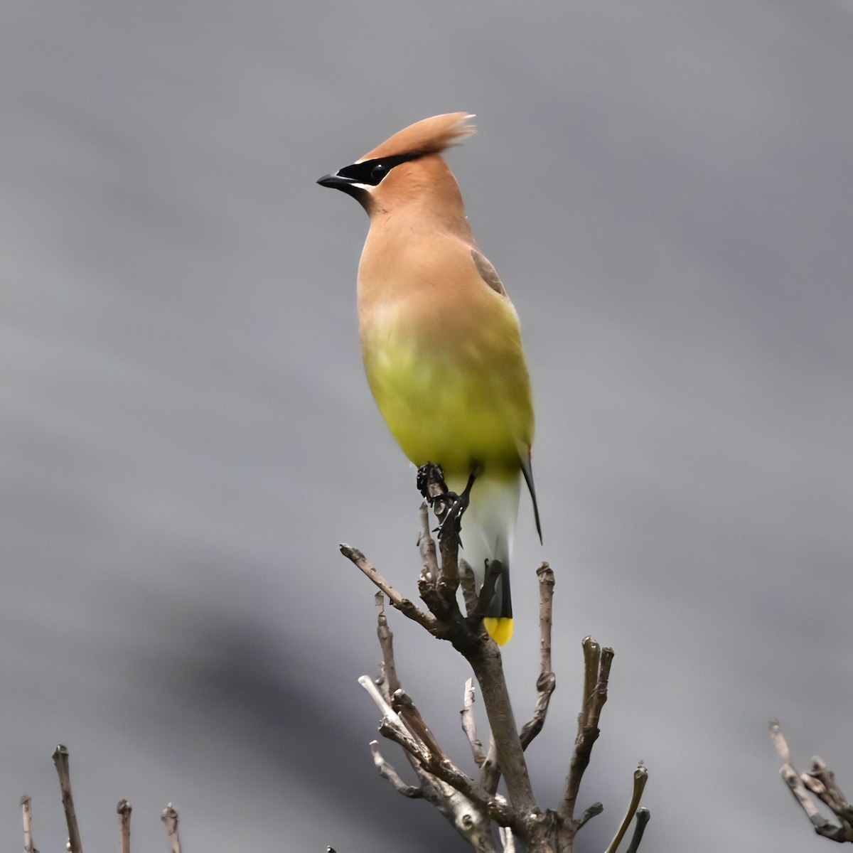 Cedar Waxwing - ML620686587