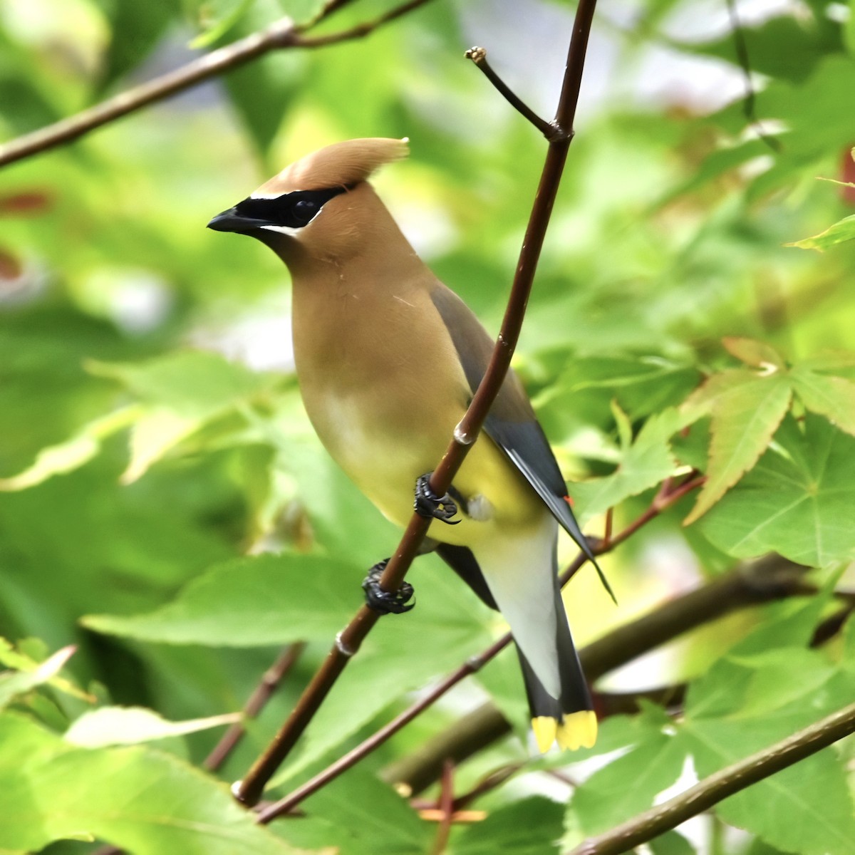 Cedar Waxwing - ML620686588