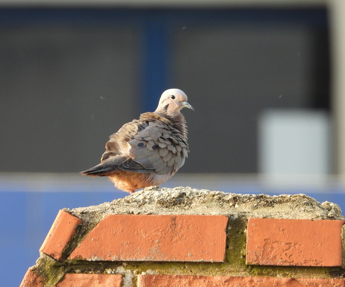 Eared Dove - ML620686589