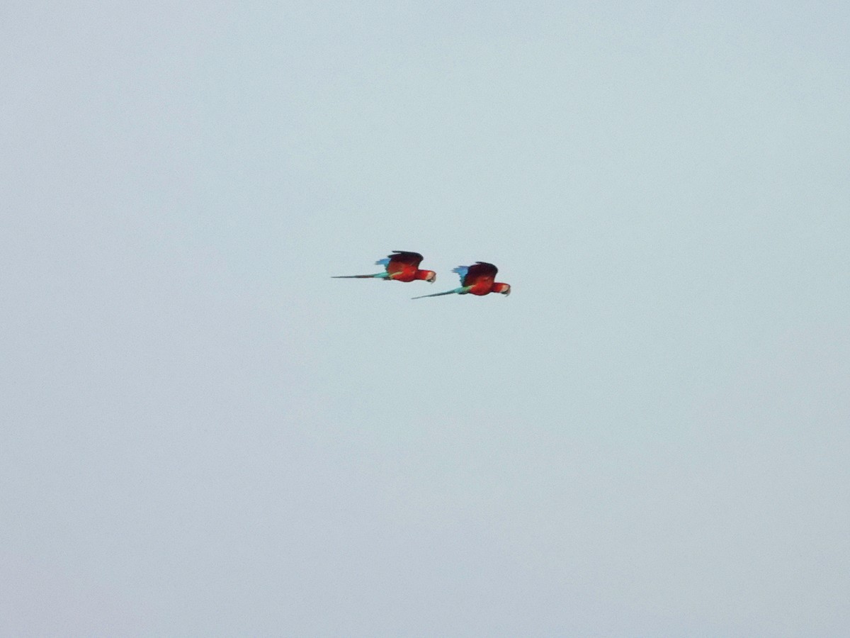 Red-and-green Macaw - ML620686591