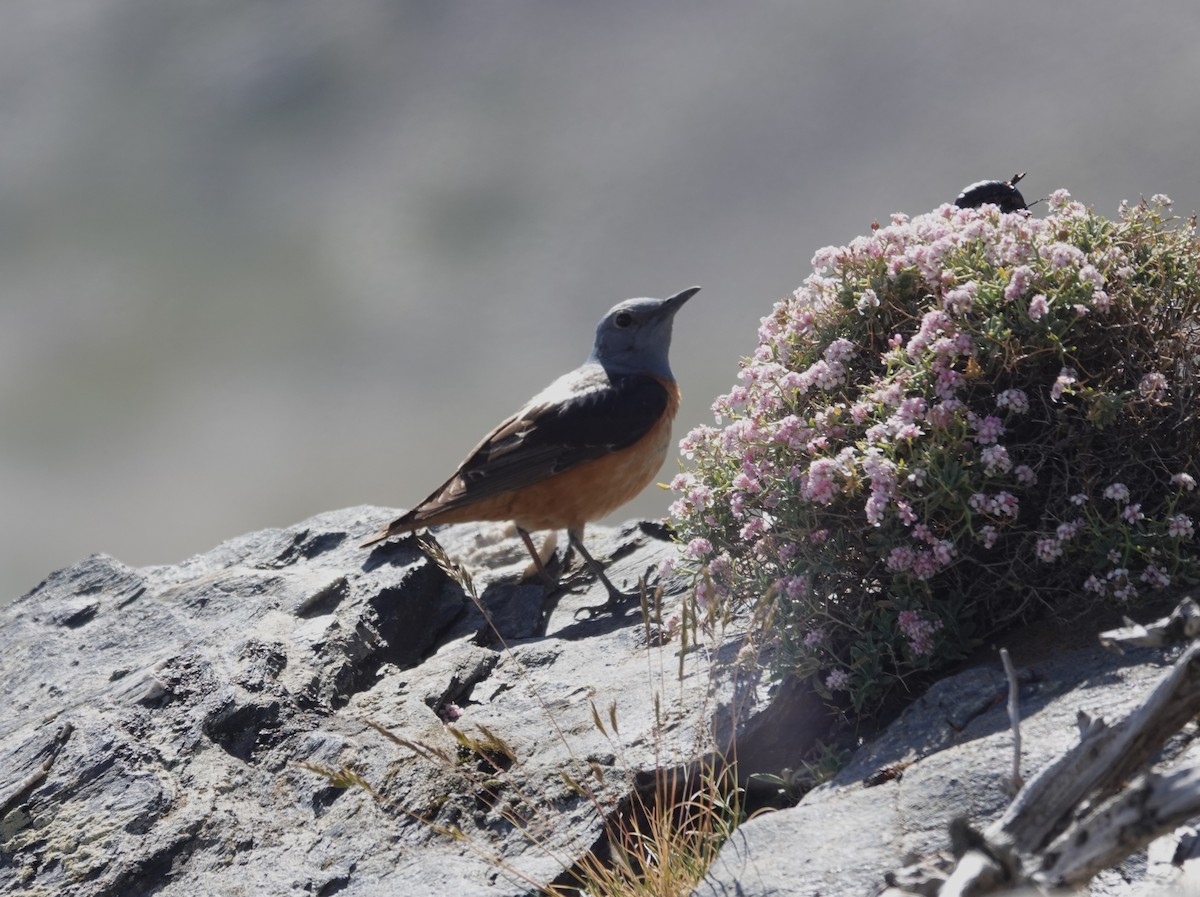 Rufous-tailed Rock-Thrush - ML620686593