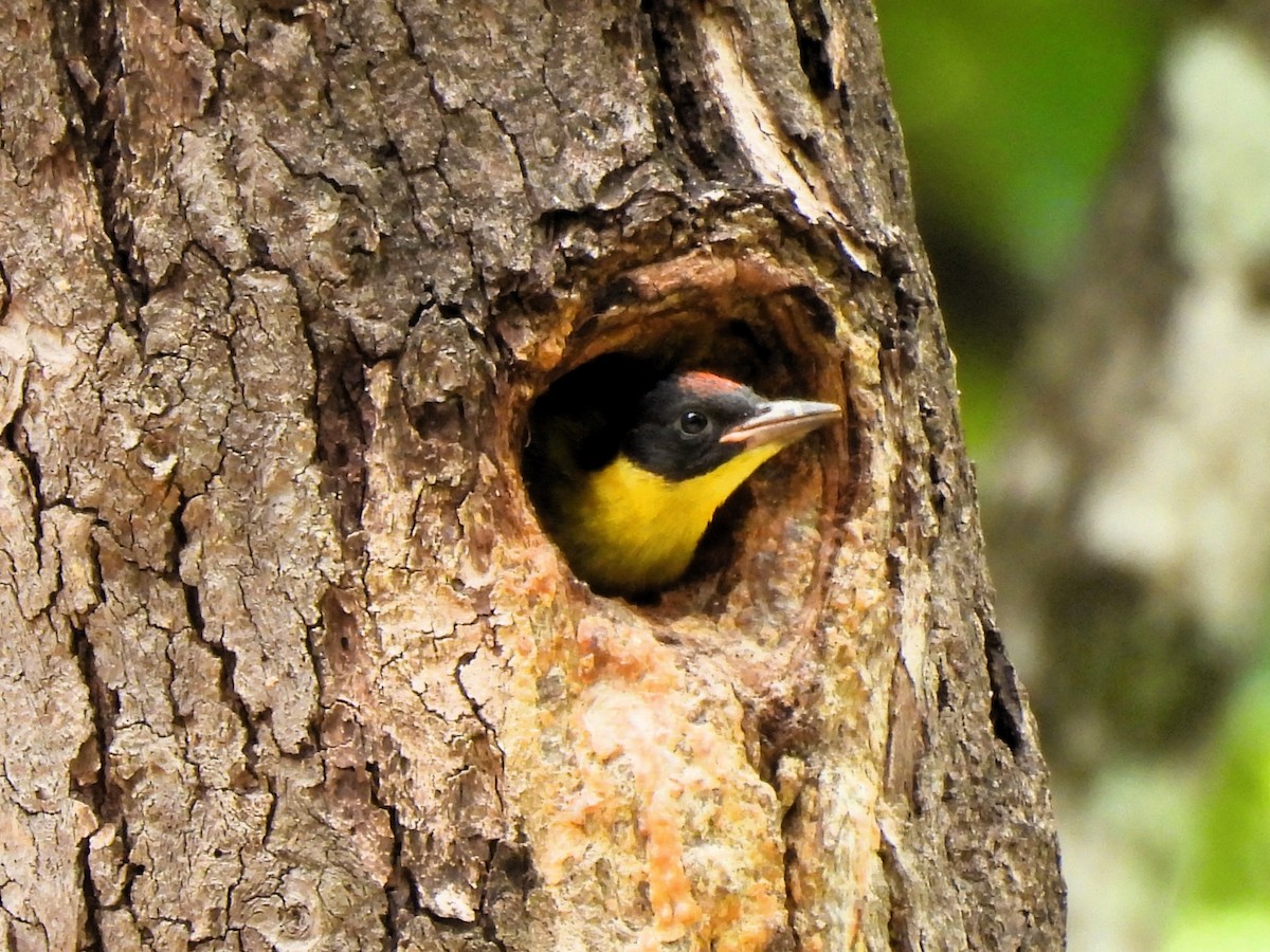 Black-headed Woodpecker - ML620686595