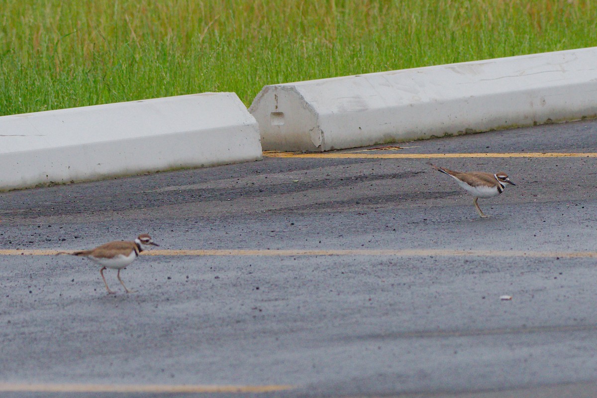 Killdeer - ML620686597