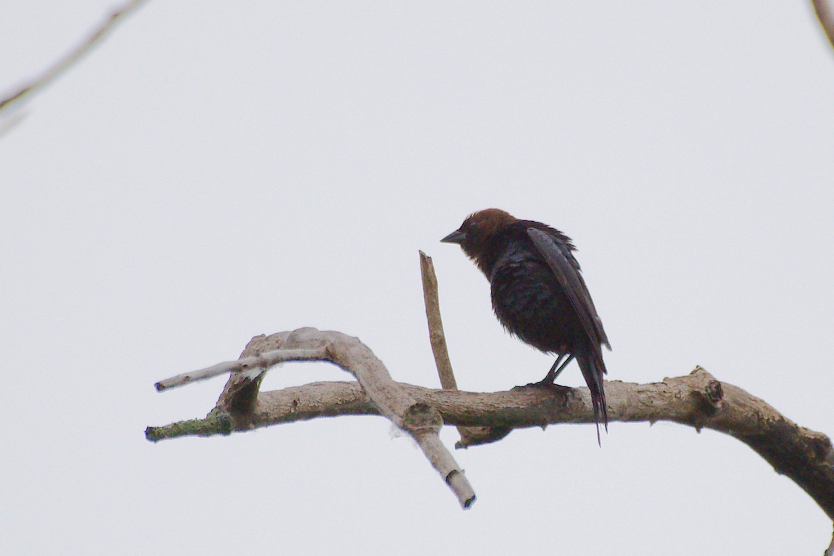 Brown-headed Cowbird - ML620686598