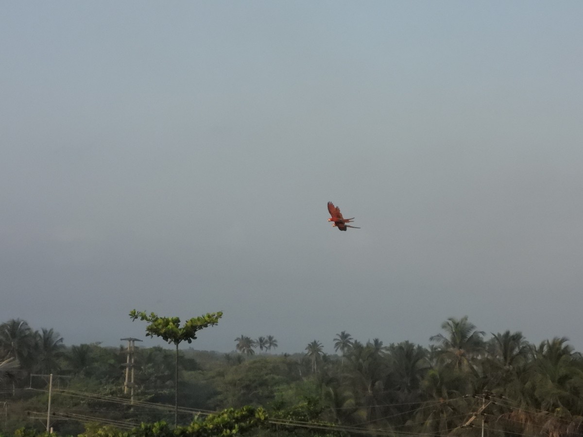 Red-and-green Macaw - ML620686600